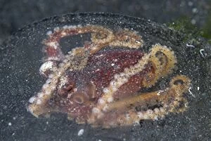 Images Dated 9th September 2007: Poison Ocellate Octopus in glass