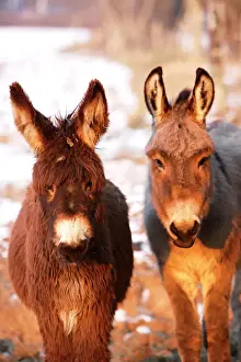 Donkeys Prints: Poitou Donkey and normal Donkey (on right) - facing camera. Alsace - France