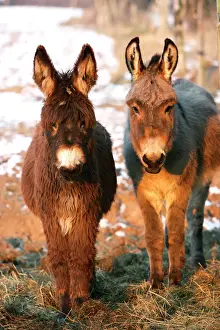 Poitou Donkey and normal Donkey (on right) - facing camera