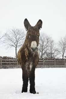 Poitou Donkey - standing in snow