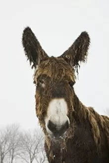 Poitou Donkey - in winter snow