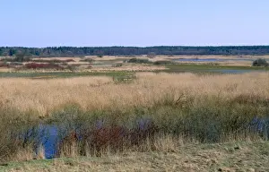 Poland Prints: Poland - Biebrza Marshes North East Poland