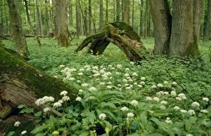 Images Dated 17th April 2008: Poland - mass of Ramsons Bialowieza Forest