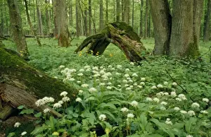 Poland Prints: Poland - mass of Ramsons Bialowieza Forest
