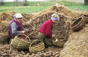 Harvesting Gallery: Poland - Potato grading in the North East