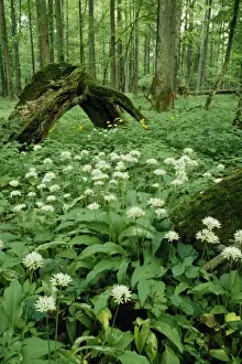 Stumps Prints: Poland ROG 9037 Mass of Ramsons in Bialowieza Naional Park