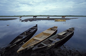 Images Dated 10th February 2005: Poland - Wooden boats at the bank of the River Biebrza. Cows crossing the water in the background