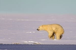 Images Dated 7th October 2013: Polar Bear