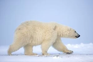 Images Dated 6th October 2013: Polar Bear