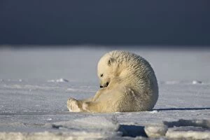 Images Dated 6th October 2013: Polar Bear