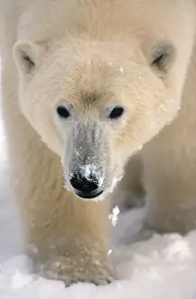 Polar Bear