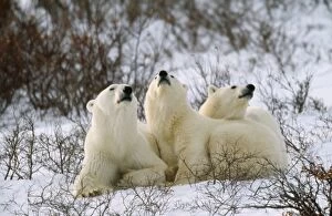 Images Dated 15th September 2006: Polar Bear