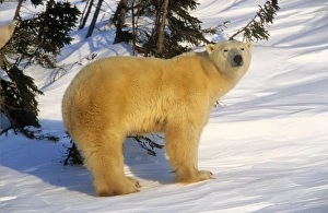 <b class=qtipBold><figcaption>Polar BEAR</figcaption></b><br>WAT-9967 Polar BEAR Ursus maritimus M. Watson Please note that prints are for personal display purposes only and may not be reproduced in any way.<br><em>© M.Watson/ardea.com</em> Polar BEAR