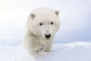 Images Dated 27th September 2013: Polar Bear