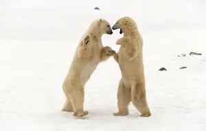Polar Bear