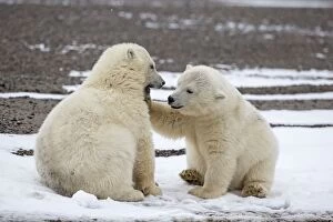 Polar Bear 2 one year old cubs playing together Autumn
