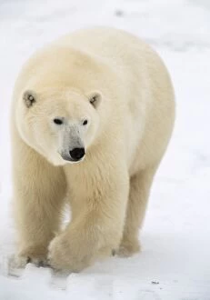 Images Dated 8th March 2011: Polar Bear