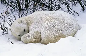Polar Bear Prints: Polar Bear