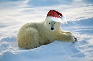 Polar Bear