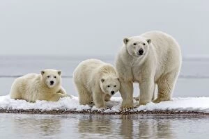 Polar Bear adult female with cubs Autumn