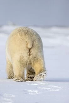 Bottom Gallery: Polar Bear  adult female in the snow  rear view  Autumn