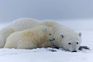 Polar Bear adult female with one year old cub Autumn