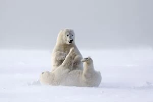 Images Dated 22nd September 2013: Polar Bear adult female with one year old cub Autumn
