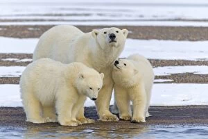 Images Dated 19th September 2013: Polar Bear adult female with one year old cubs Autumn