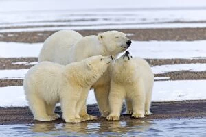 Images Dated 19th September 2013: Polar Bear adult female with one year old cubs Autumn