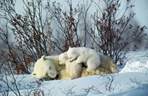 Love Prints: Polar Bear - adult laying down, with two cubs cuddling Canada