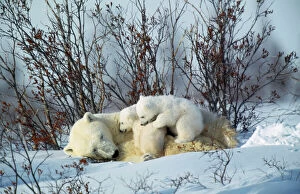 Polar BEAR - adult lying down with cubs, both on adult s body cuddling. Canada
