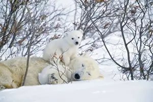 Polar Bear Adult lying in snow with young Canada