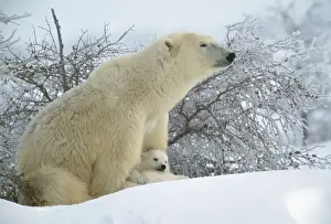Polar Bear - Adult sitting asleep with cubs resting between front paws. In snow. Canada