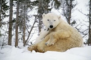 Polar BEAR - adult sitting with cub sniffing adult s face. Canada
