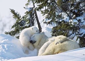 Polar Bear - adult sleeping with two cubs playing
