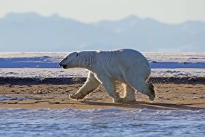 Images Dated 7th October 2013: Polar Bear - adult walking next to water