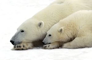 Images Dated 15th August 2007: Polar Bear - adult & young