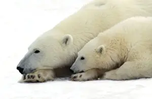 Mothers Day Prints: Polar Bear - adult & young