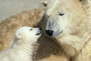 Polar Bears Collection: Polar Bear - adult & young