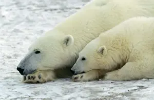 Polar Bear - adult & young