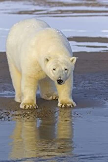 Images Dated 19th September 2013: Polar Bear Autumn