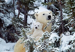 Mothers Collection: Polar Bear - with babies Canada