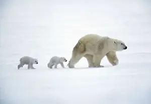 Polar Bear - with babies Canada