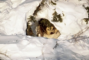Images Dated 15th July 2005: Polar Bear - with babies at den entrance. Canada