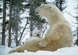 Cubs Prints: Polar Bear - With baby on lap, in snow, Canada