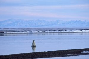 Polar Bear - in Beaufort Sea along the shore of the Arctic