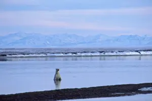 Polar Bear - in Beaufort Sea along the shore of the Arctic National Wildlife Refuge, Alaska. October. Brooks Mountain Range in background. MA2080