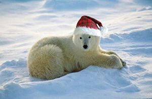 Polar Bear - with Christmas hat