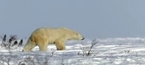 Images Dated 11th March 2003: Polar Bear. Churchill - Manitoba - Canada
