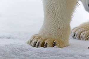 Images Dated 22nd September 2013: Polar Bear close-up of feet Autumn